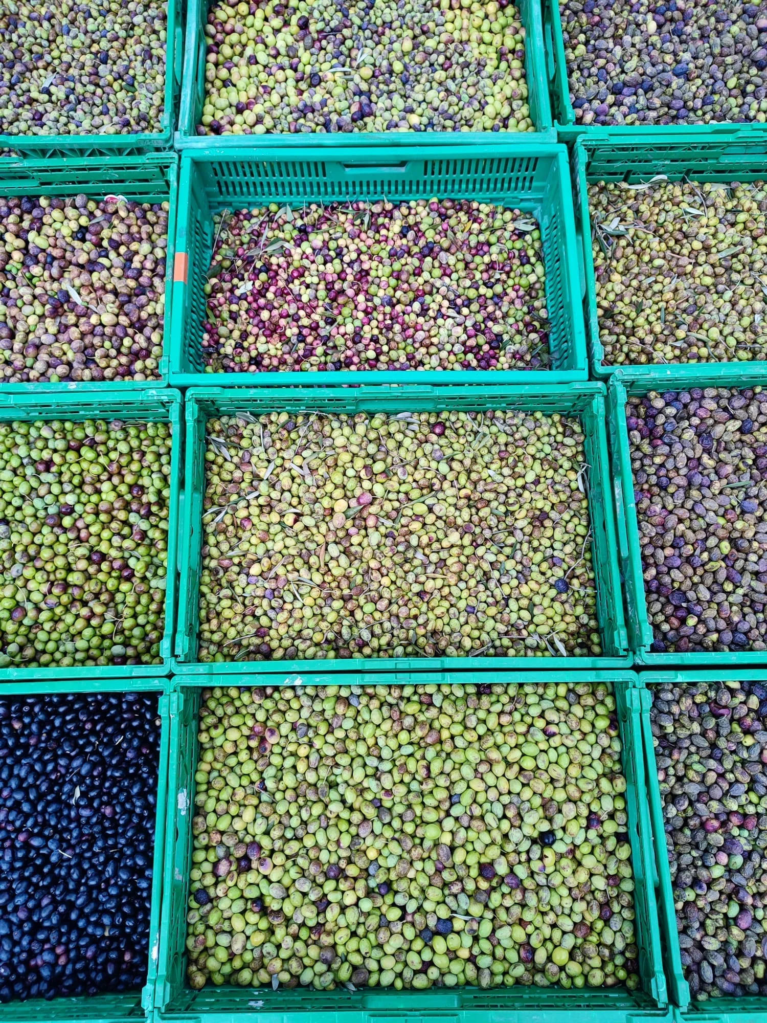 Photo des olives récoltées à la main